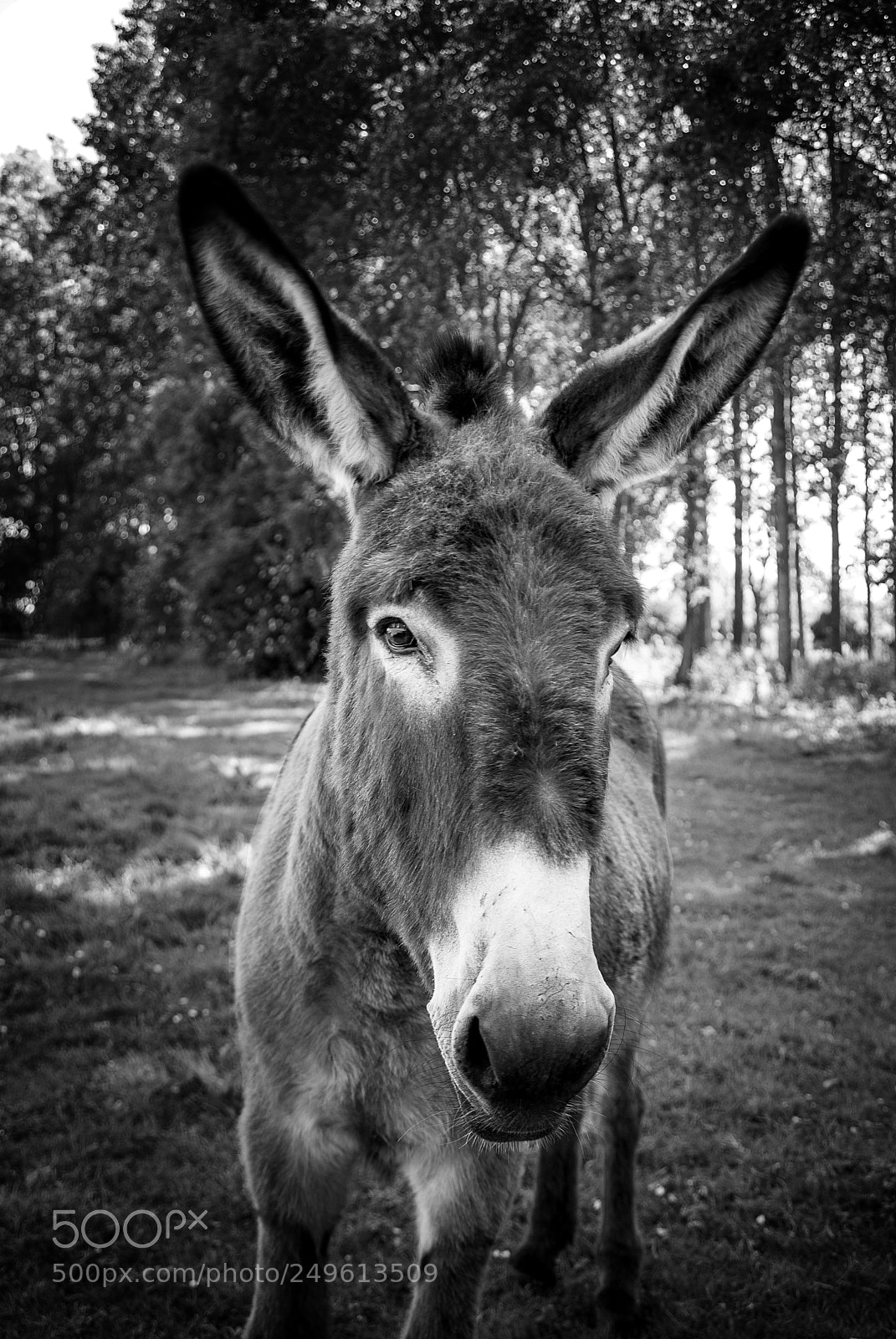 Pentax K10D sample photo. Souvenir d'enfance... photography