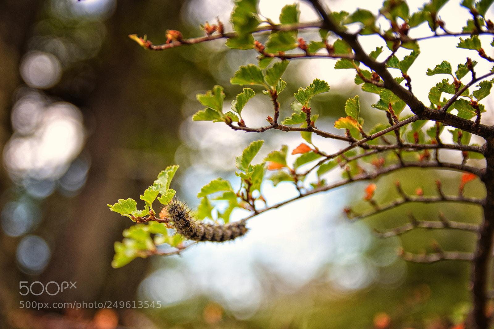 Nikon D7200 sample photo. Little encounter photography