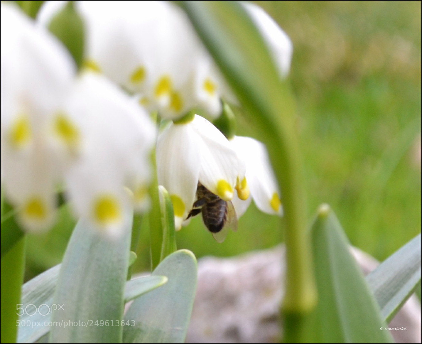 Nikon D3100 sample photo. I'll eat you now photography