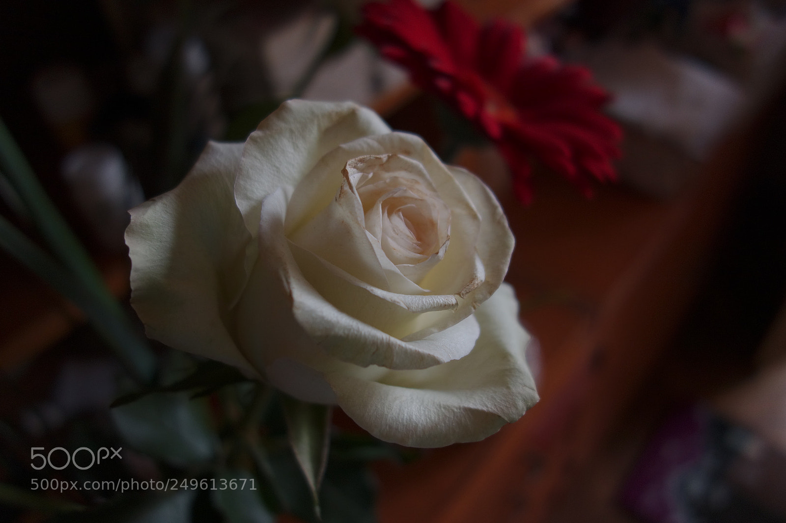 Sony Cyber-shot DSC-RX100 sample photo. White rose photography