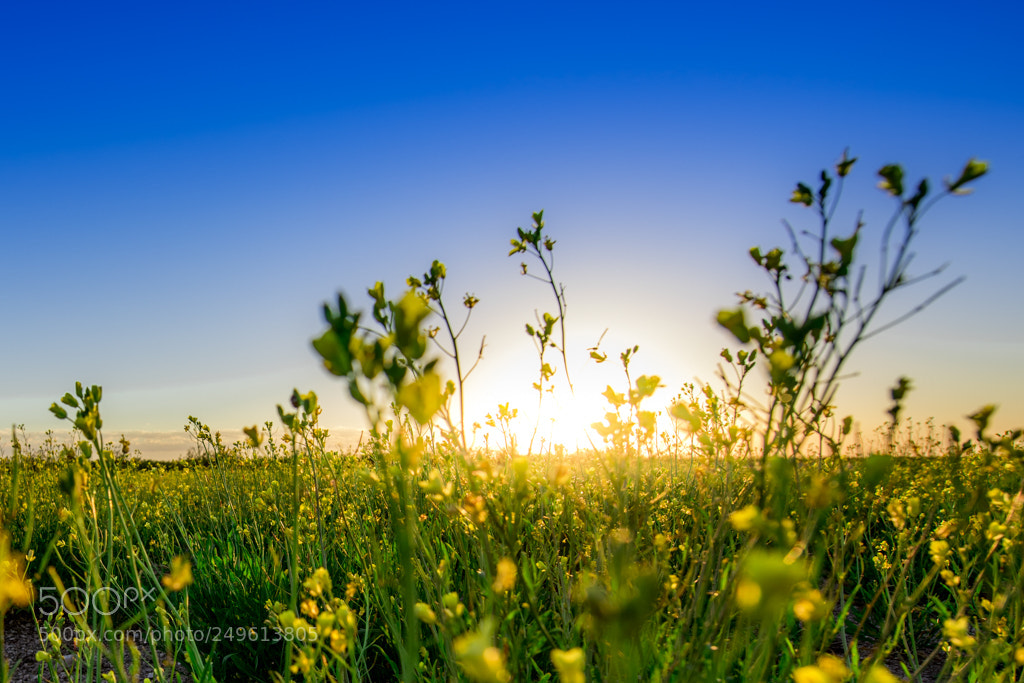 Nikon D810 sample photo. Últimas flores del verano photography
