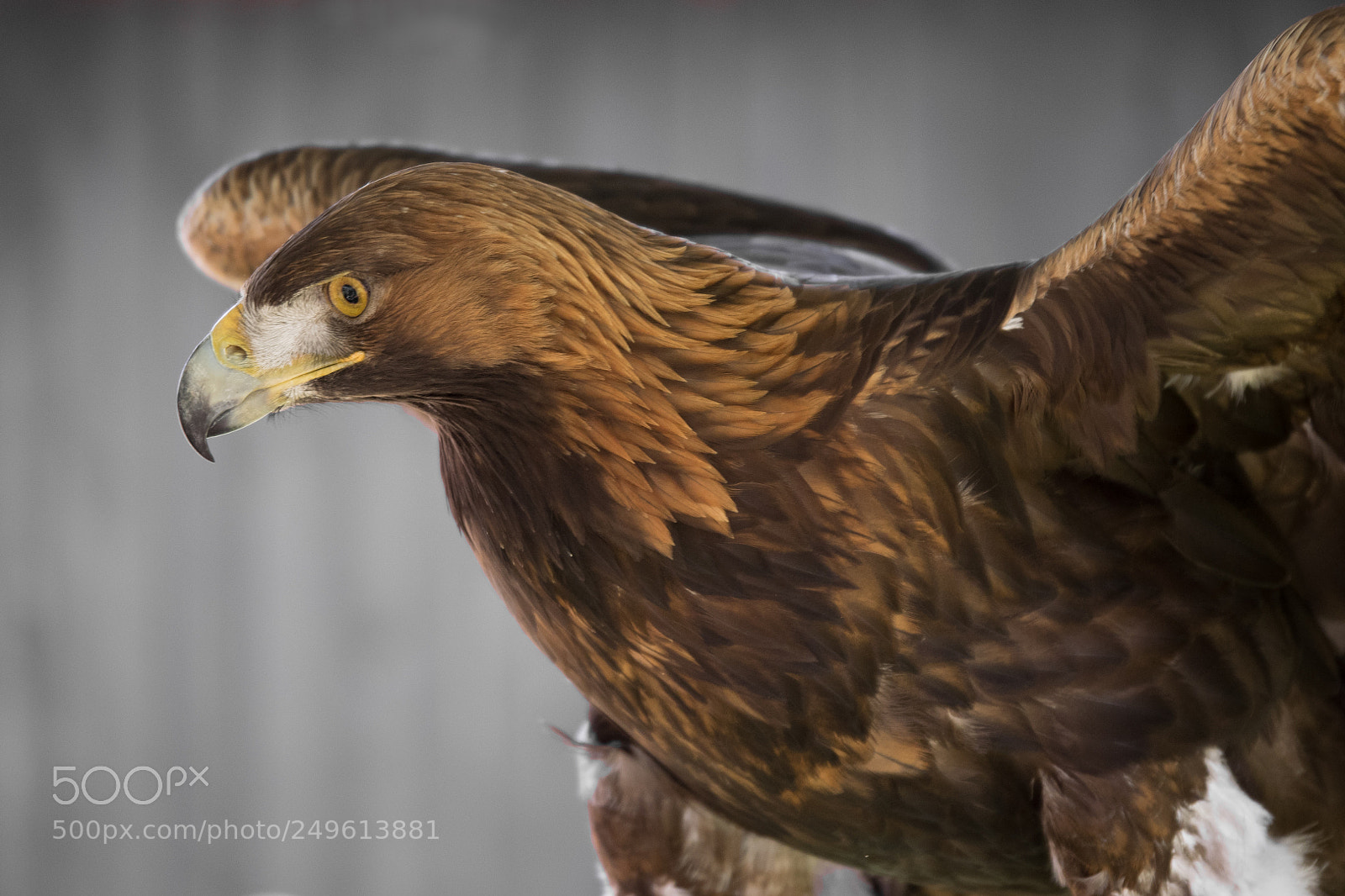 Olympus OM-D E-M1 sample photo. Steinadler photography