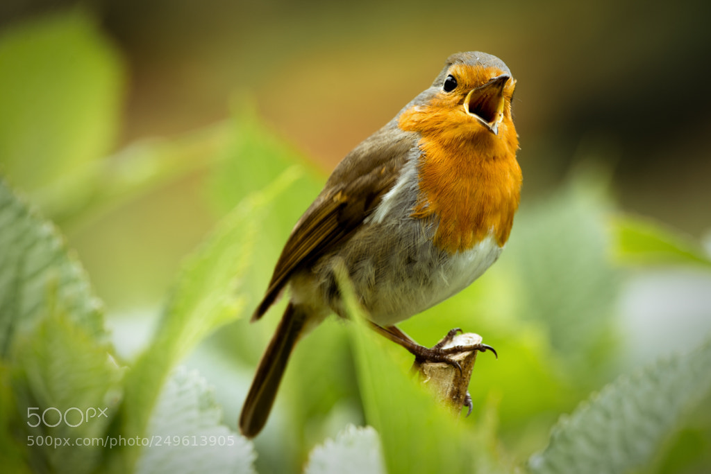 Nikon D610 sample photo. Chirpy photography