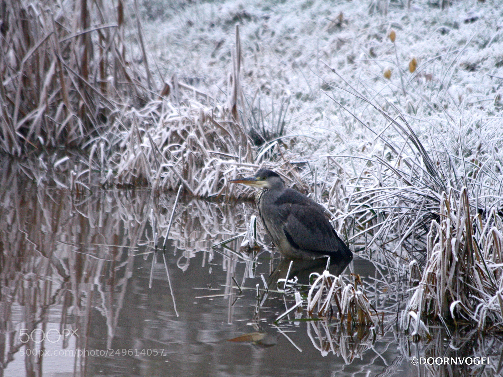 Canon EOS 400D (EOS Digital Rebel XTi / EOS Kiss Digital X) sample photo. Frozen patience... photography