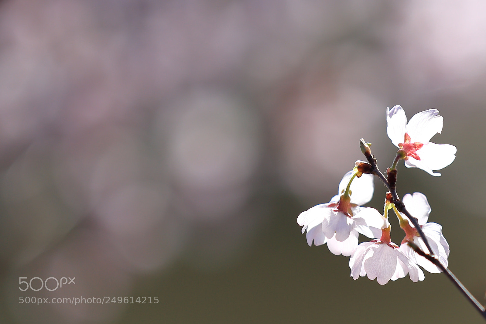Canon EF 70-200mm F2.8L IS II USM sample photo. Cherry blossoms photography