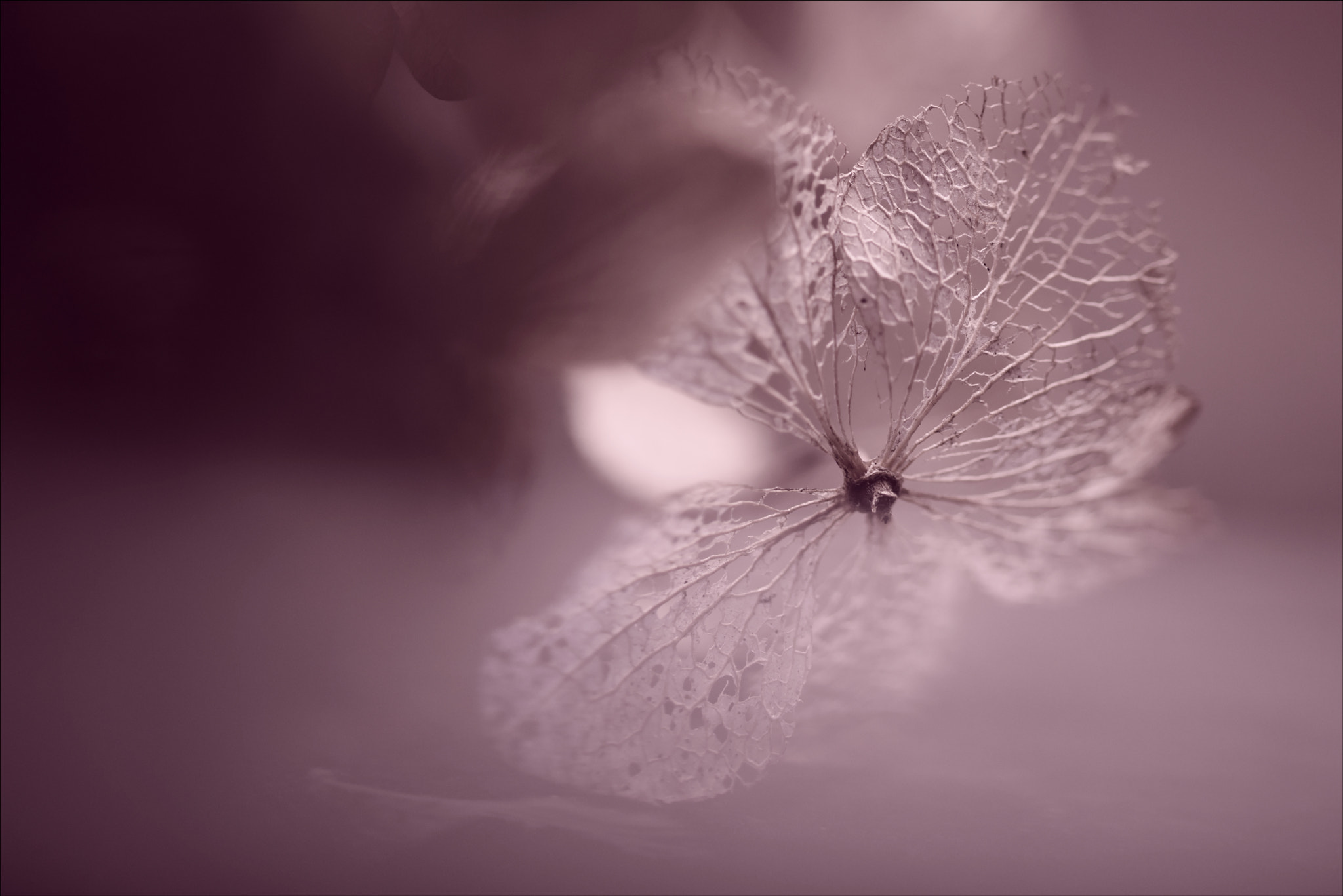 Sigma 105mm F2.8 EX DG OS HSM sample photo. °soft.whisper° photography