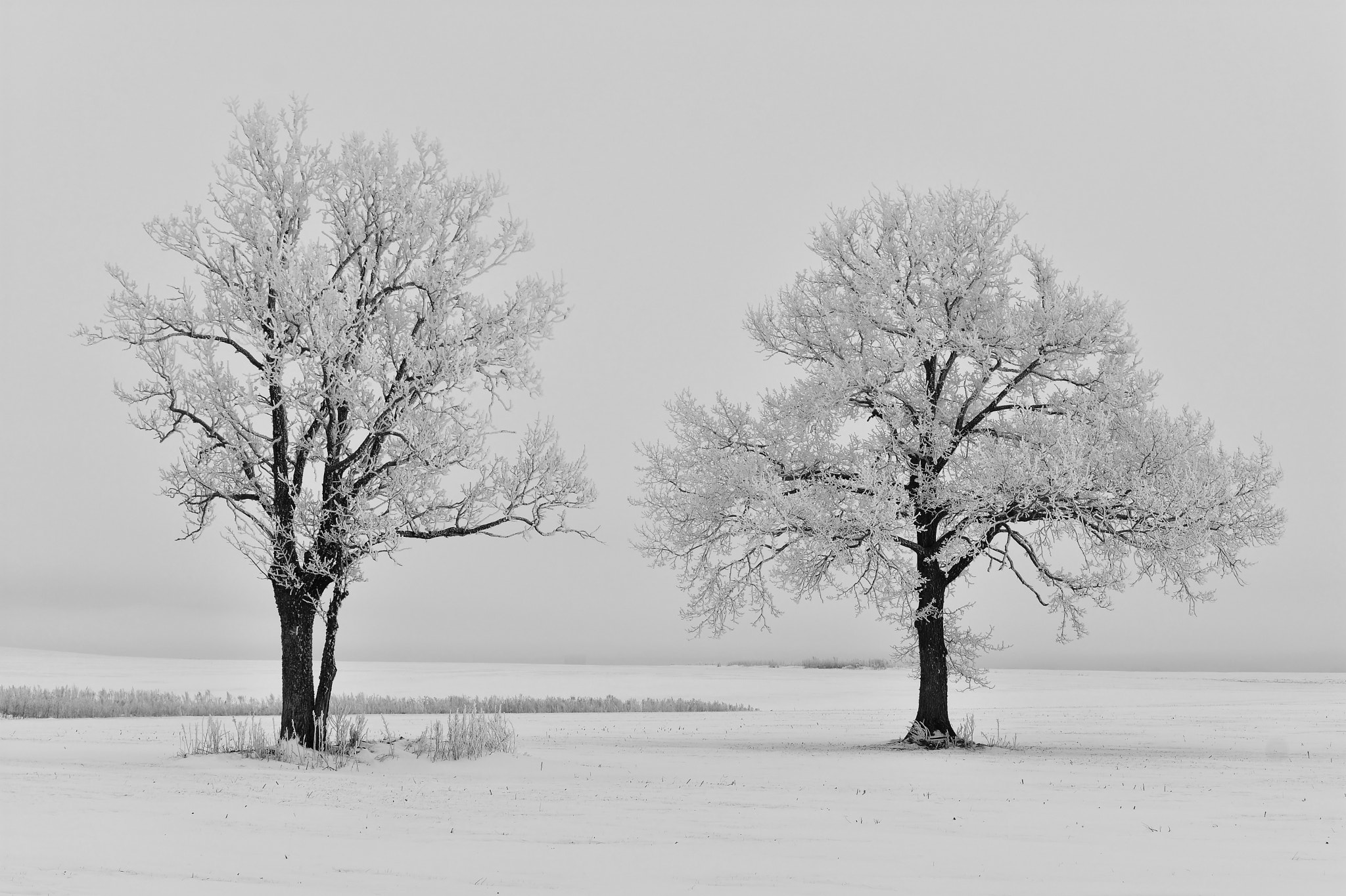 Nikon D3400 sample photo. White day photography