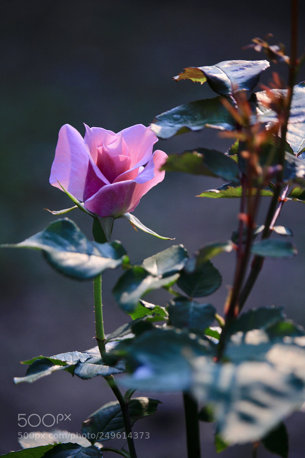 Canon EOS 100D (EOS Rebel SL1 / EOS Kiss X7) sample photo. Rose photography