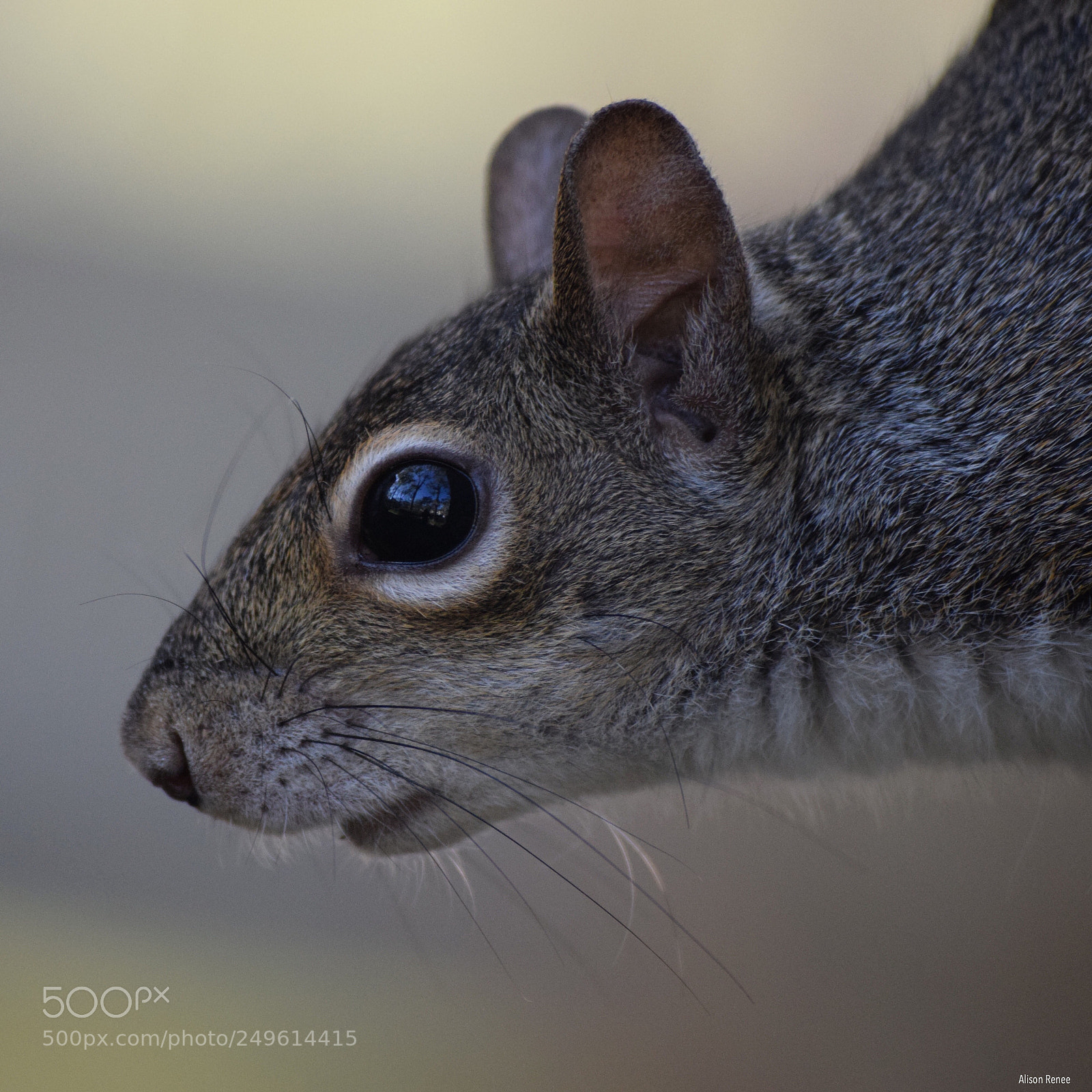 Nikon D3300 sample photo. A squirrel portrait photography