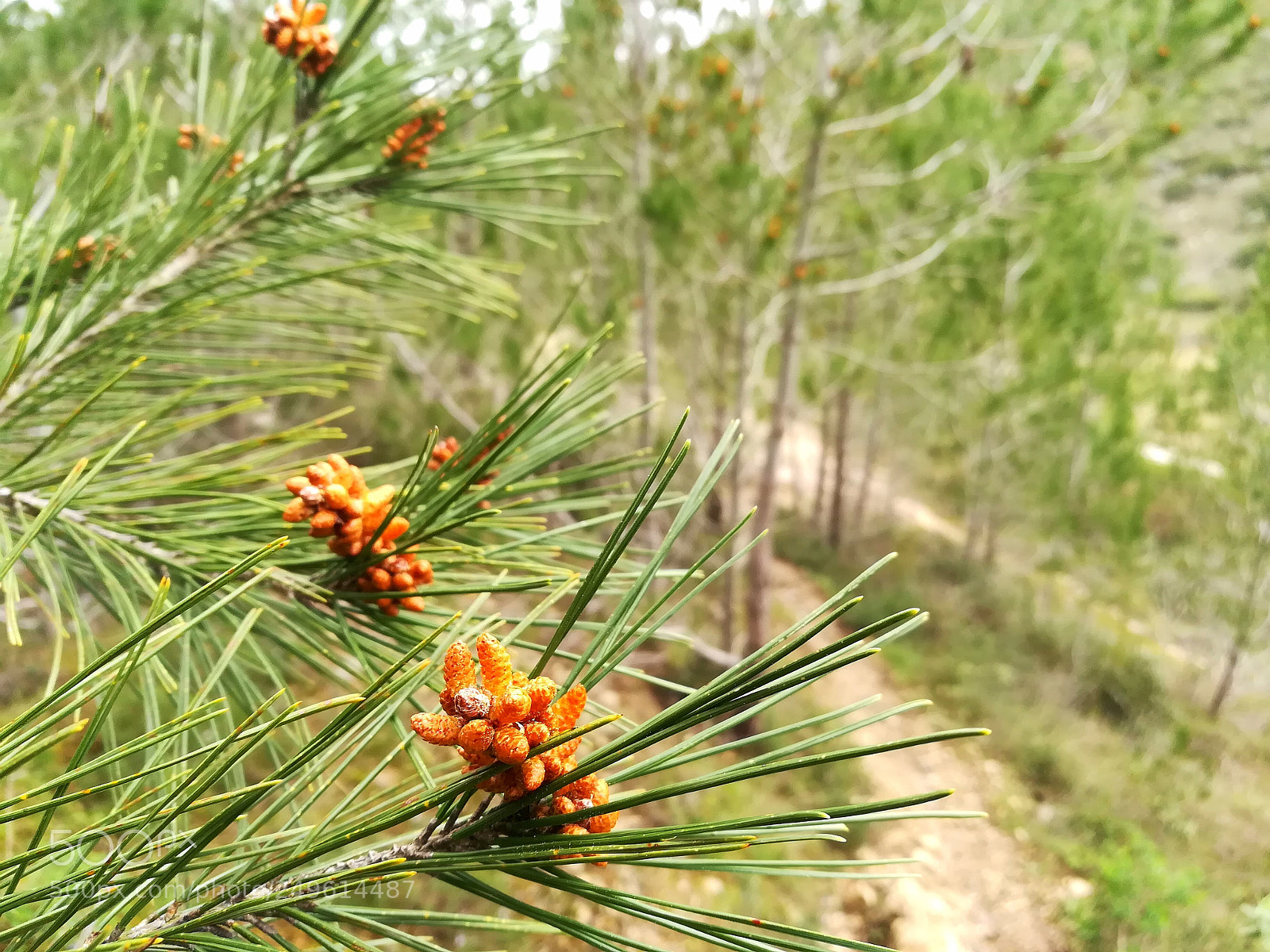 HUAWEI honor 6x sample photo. Pinus pinaster photography