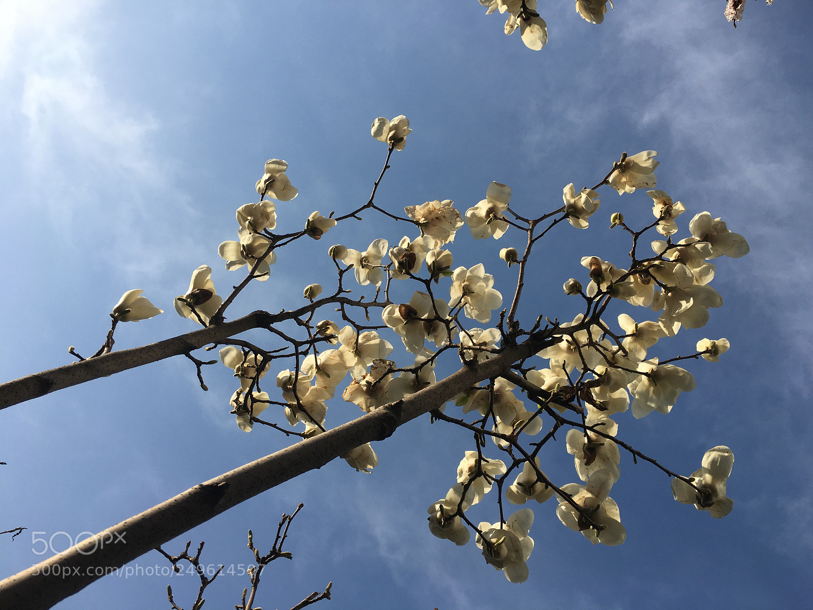 Apple iPhone 6s Plus sample photo. Spring word from flowers...... photography