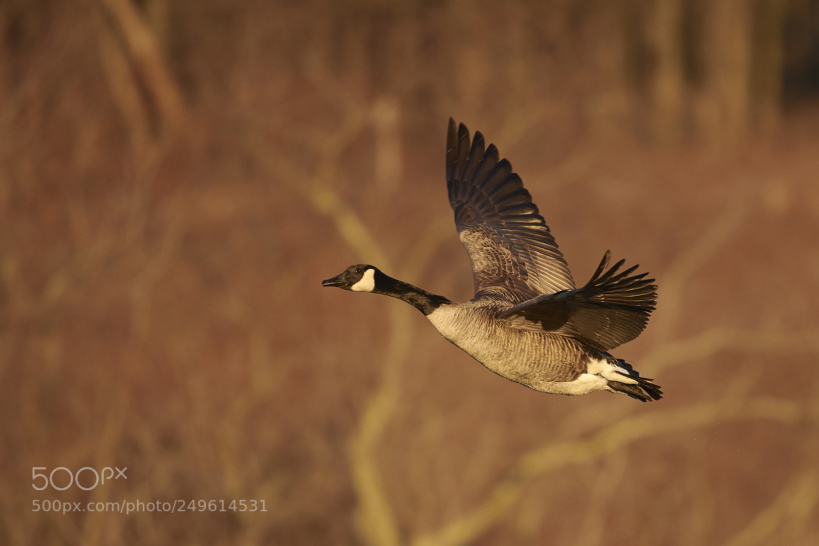 Nikon D7200 sample photo. Canada goose photography