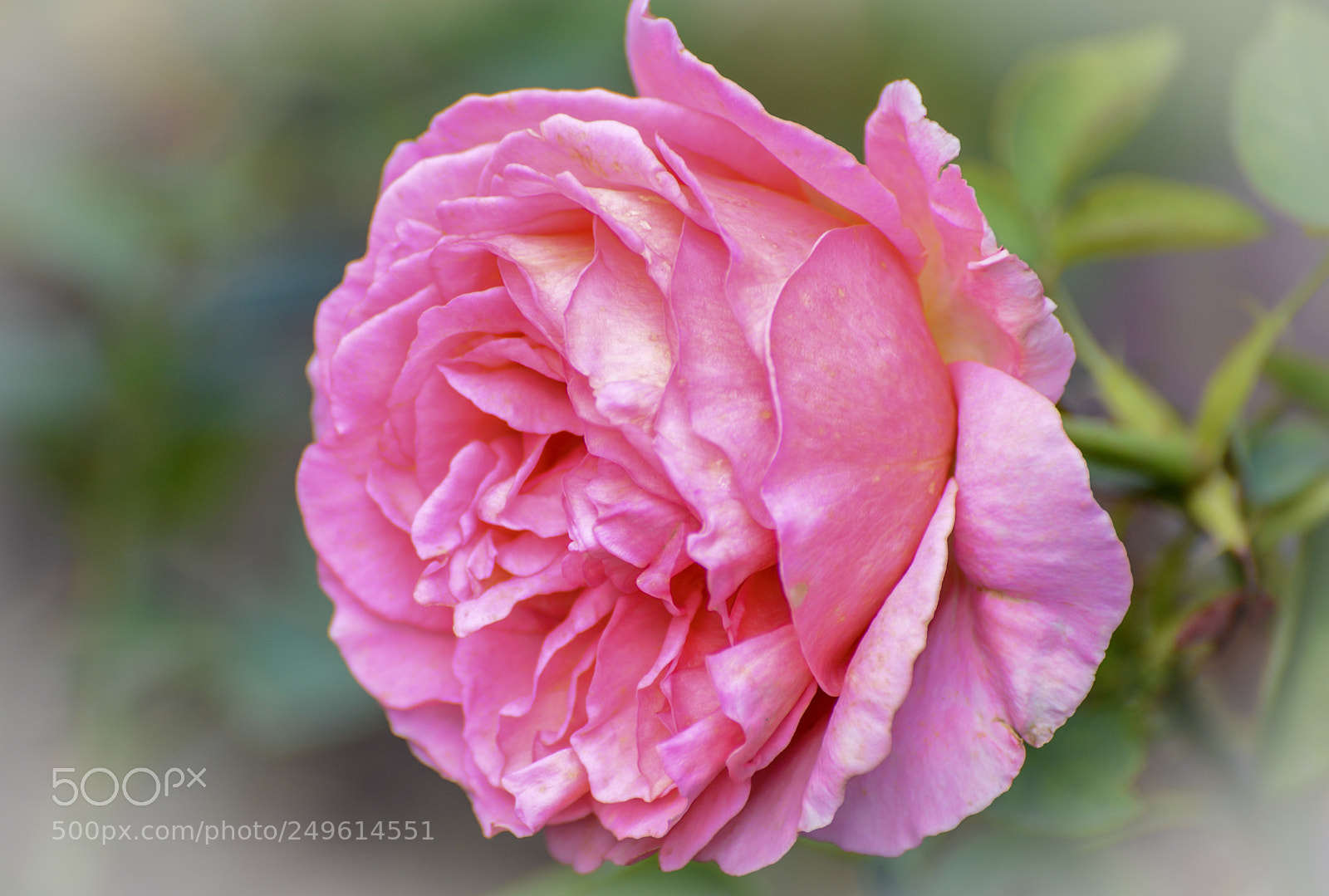 Nikon D600 sample photo. Light pink photography