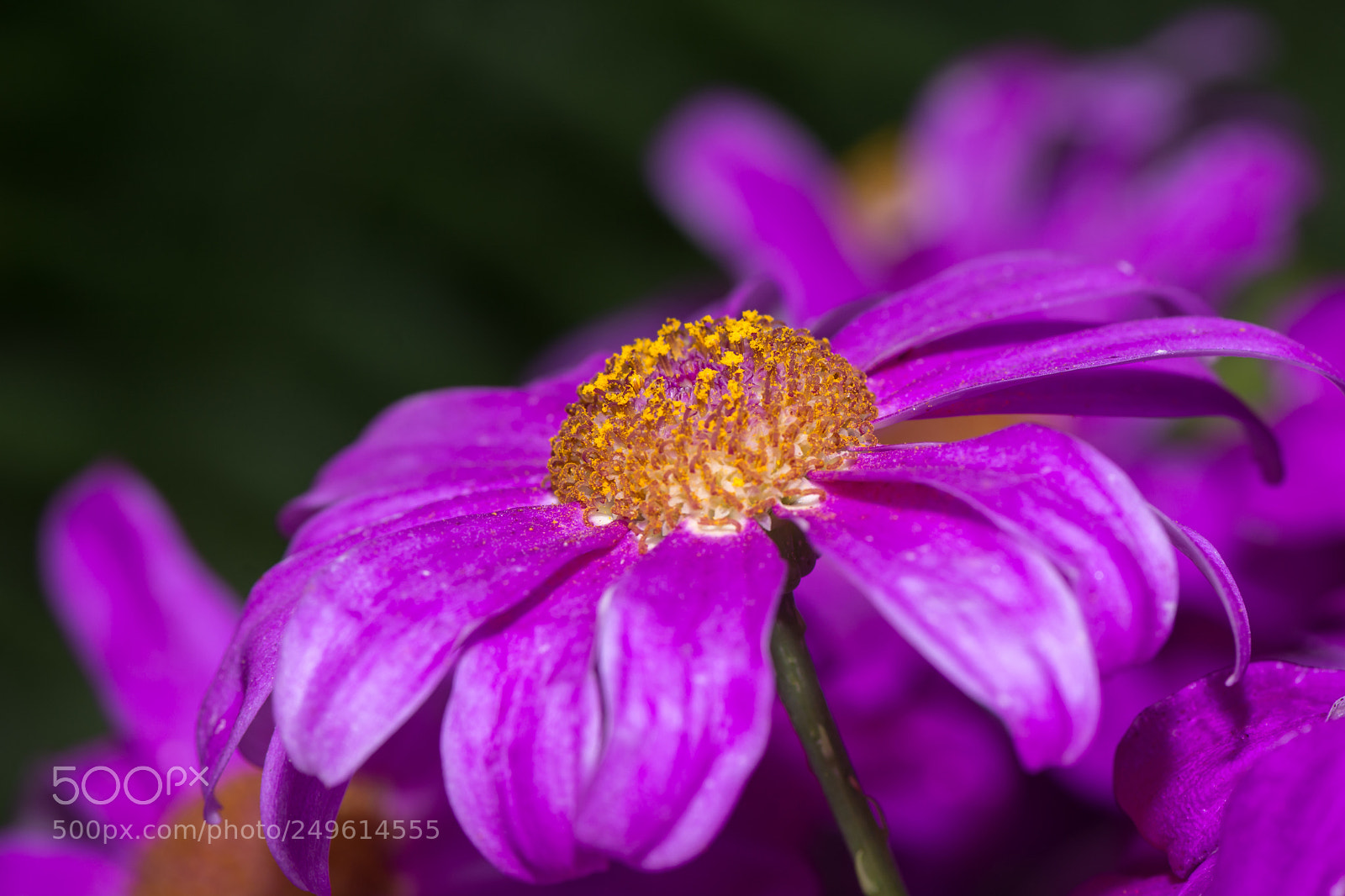 Nikon D7100 sample photo. Softness of bloom photography