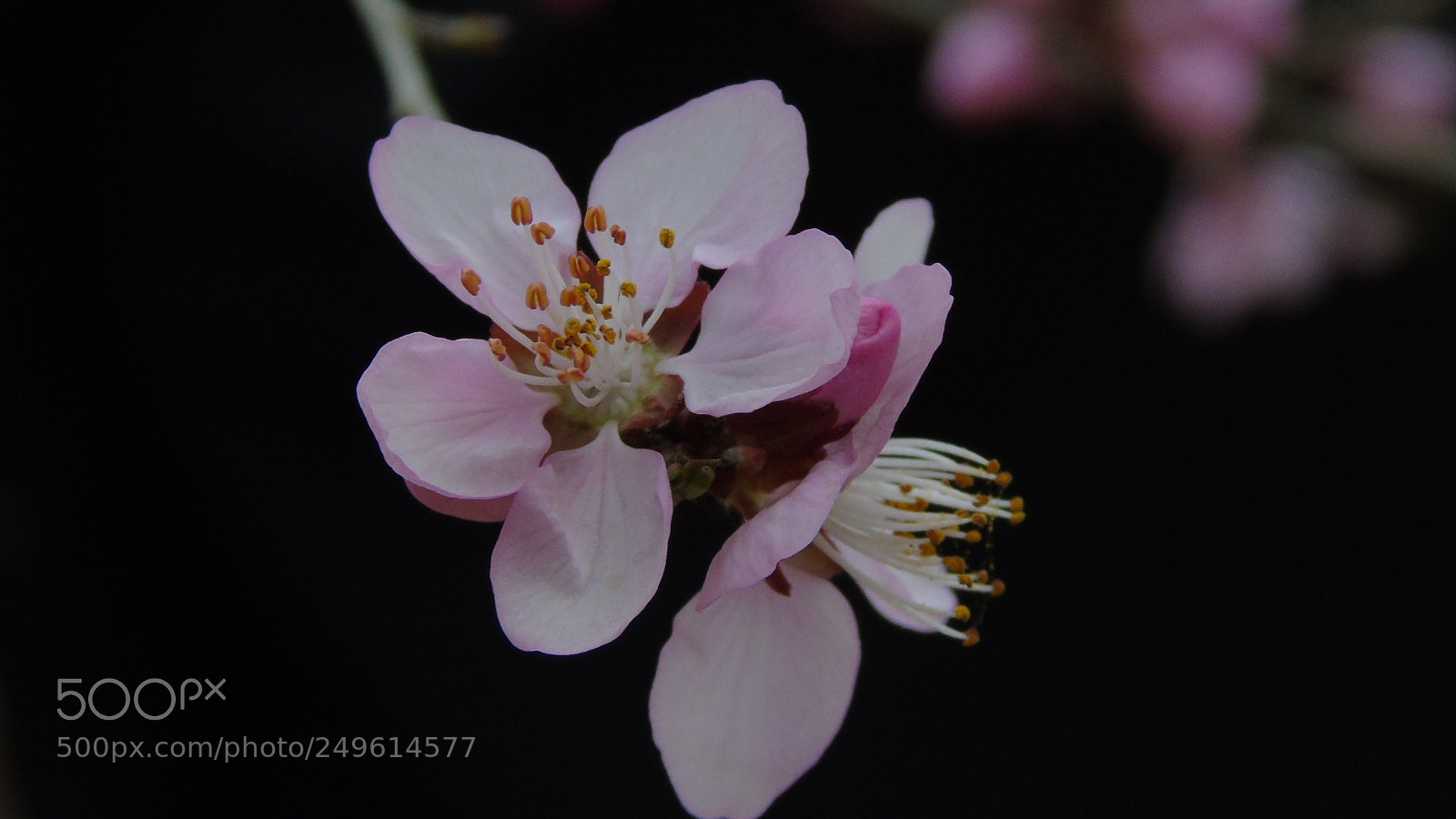 Sony Cyber-shot DSC-H400 sample photo. Untitled photography