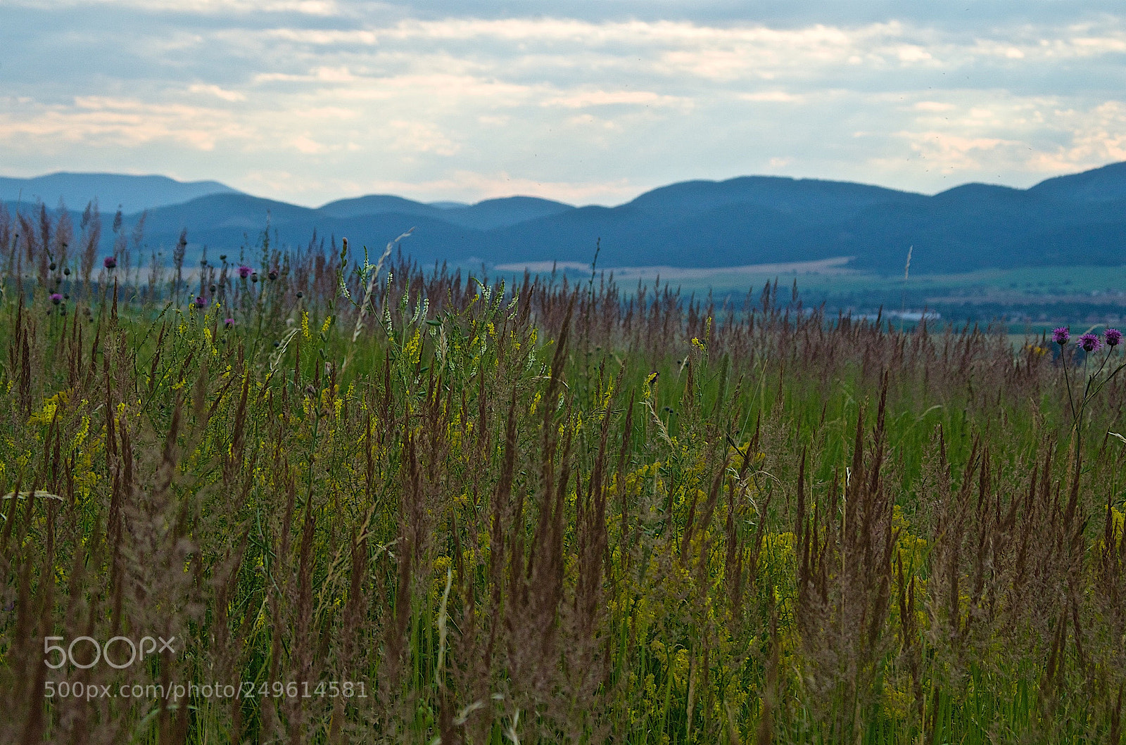 Pentax K-50 sample photo. Campblatnica () photography