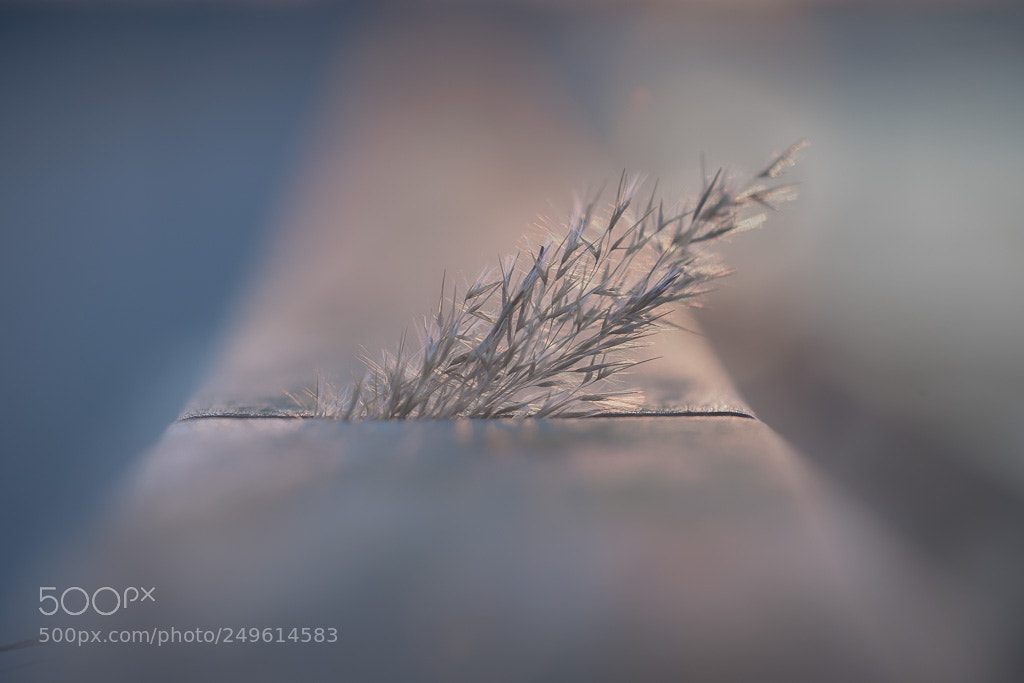 Sony a7 II sample photo. Between photography