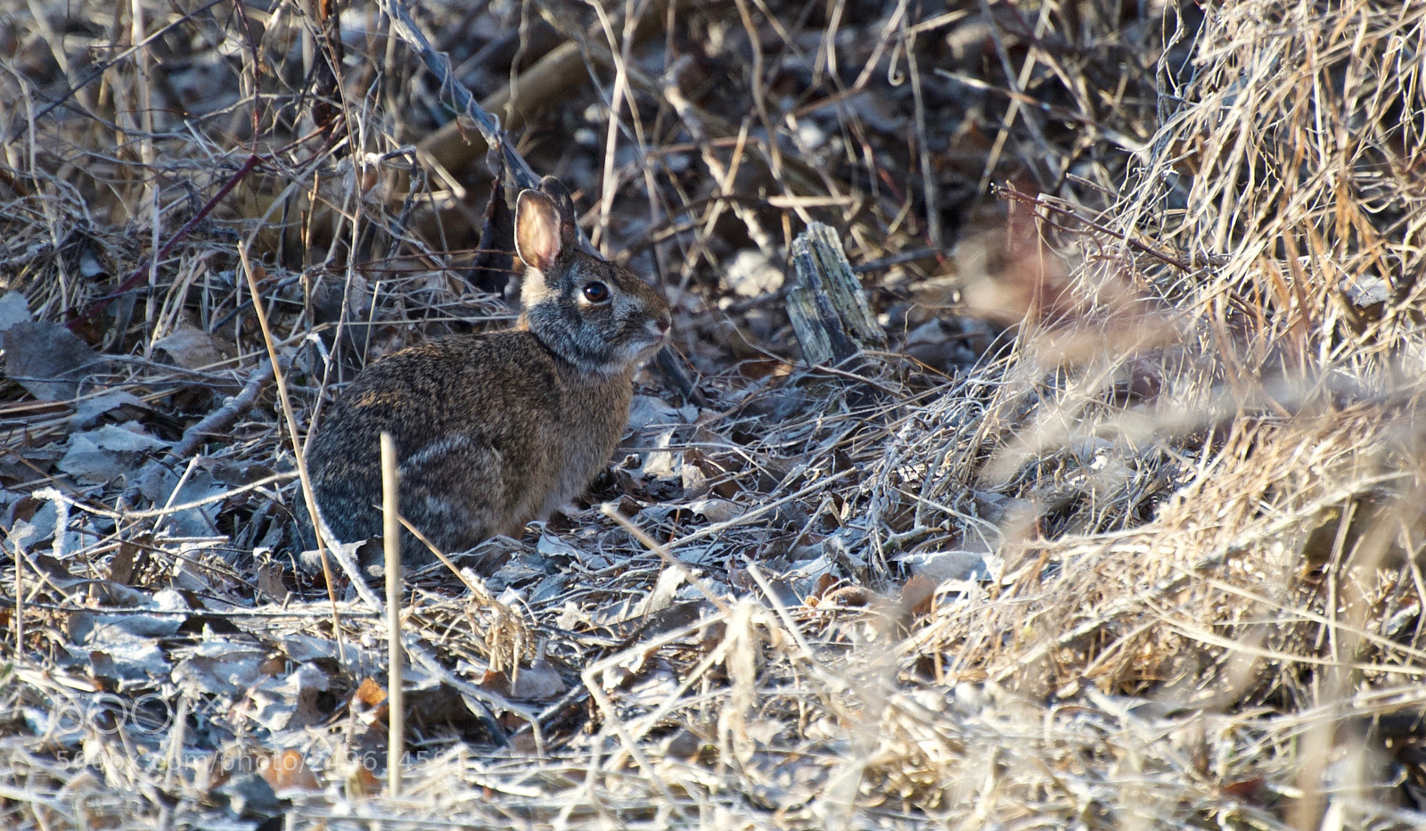 Nikon D80 sample photo. Eastern cottontail rabbit photography