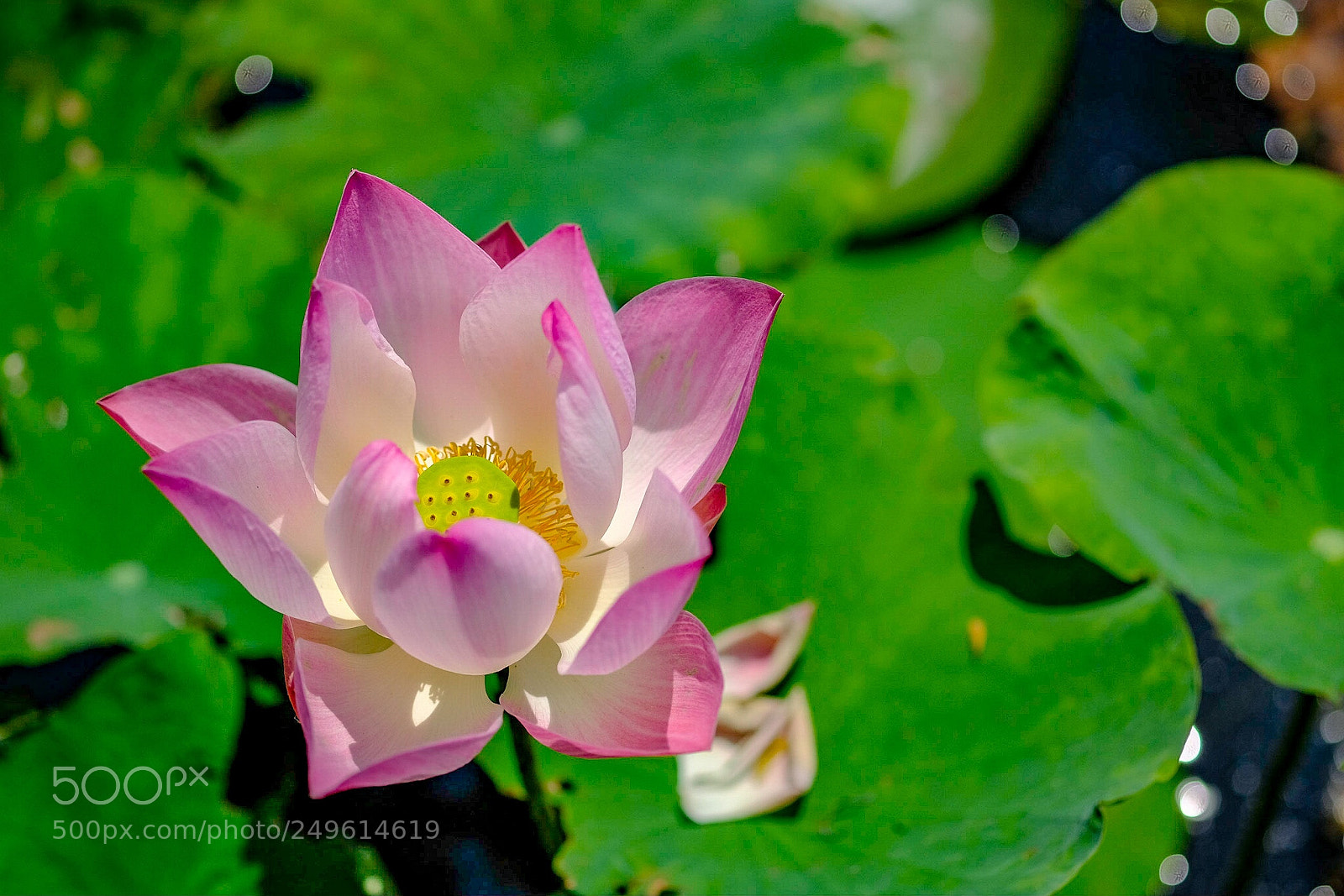 Fujifilm X-T20 sample photo. Lotus photography