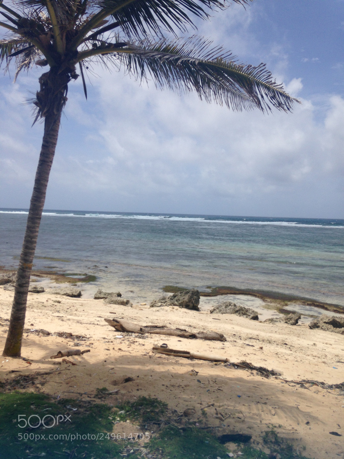 Apple iPhone 5c sample photo. Palmera ? photography