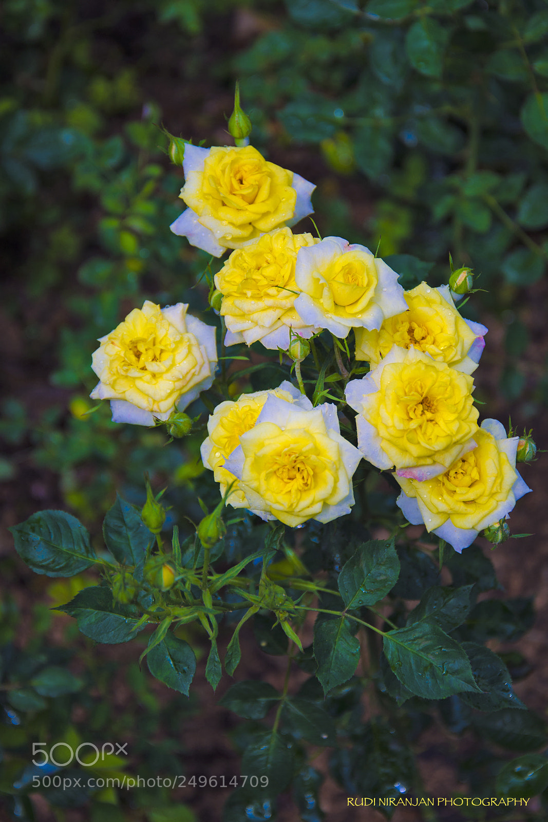 Nikon D7000 sample photo. Yellow roses of kowloon... photography