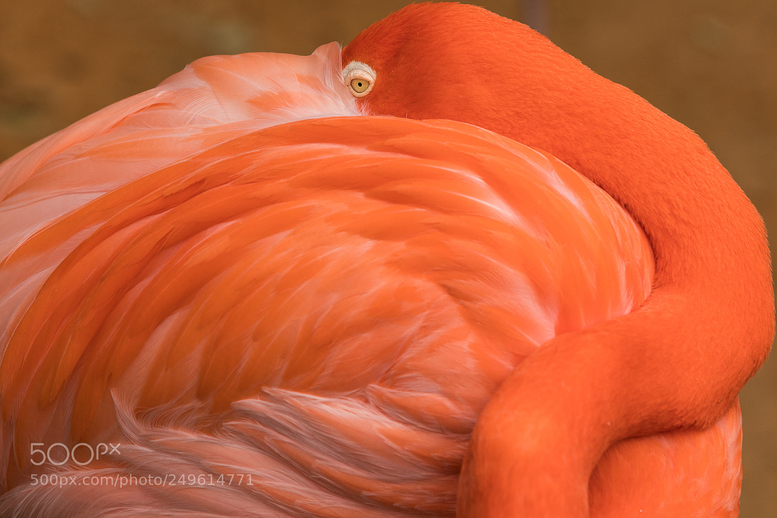 Canon EOS 5D Mark IV sample photo. Napping flamingo photography