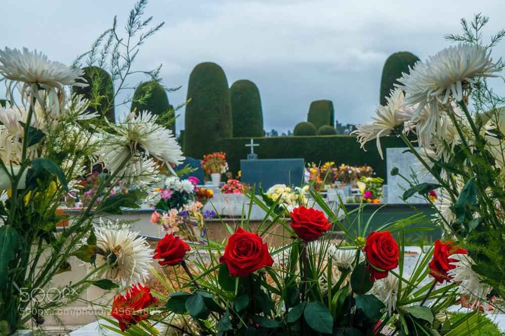 Nikon D3300 sample photo. Melancholia photography