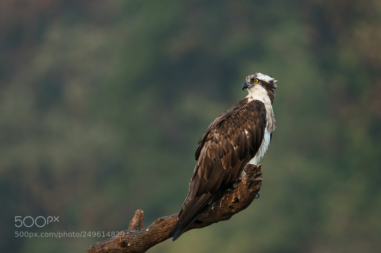 Sony a99 II sample photo. Osprey photography