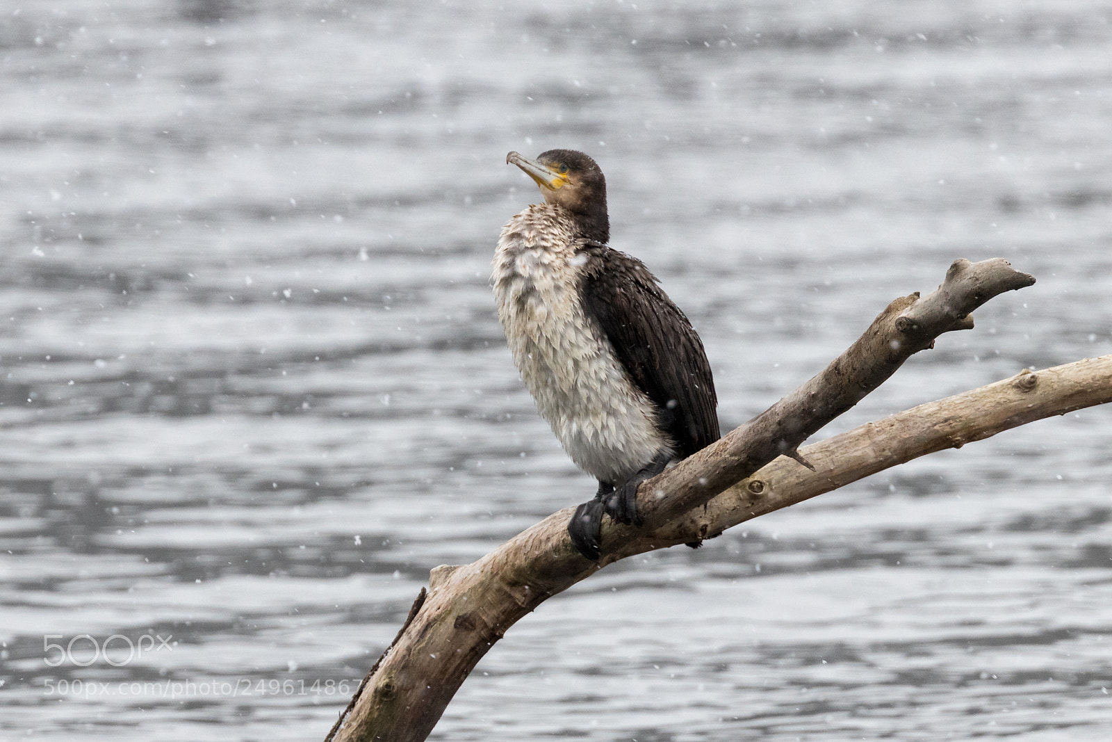 Canon EOS 80D sample photo. Cormorant in the snow photography