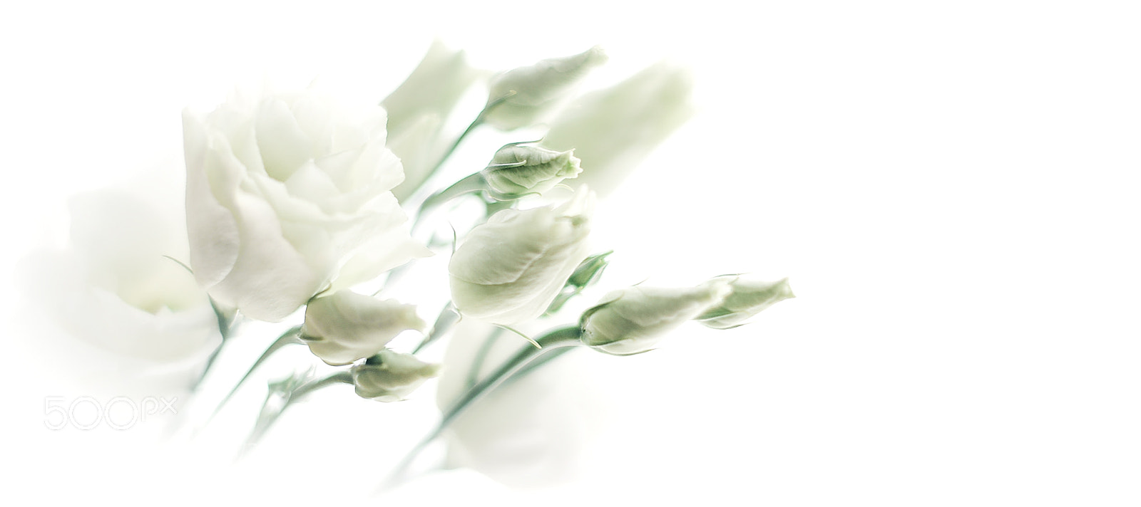 Nikon D800 sample photo. Lisiathus photography