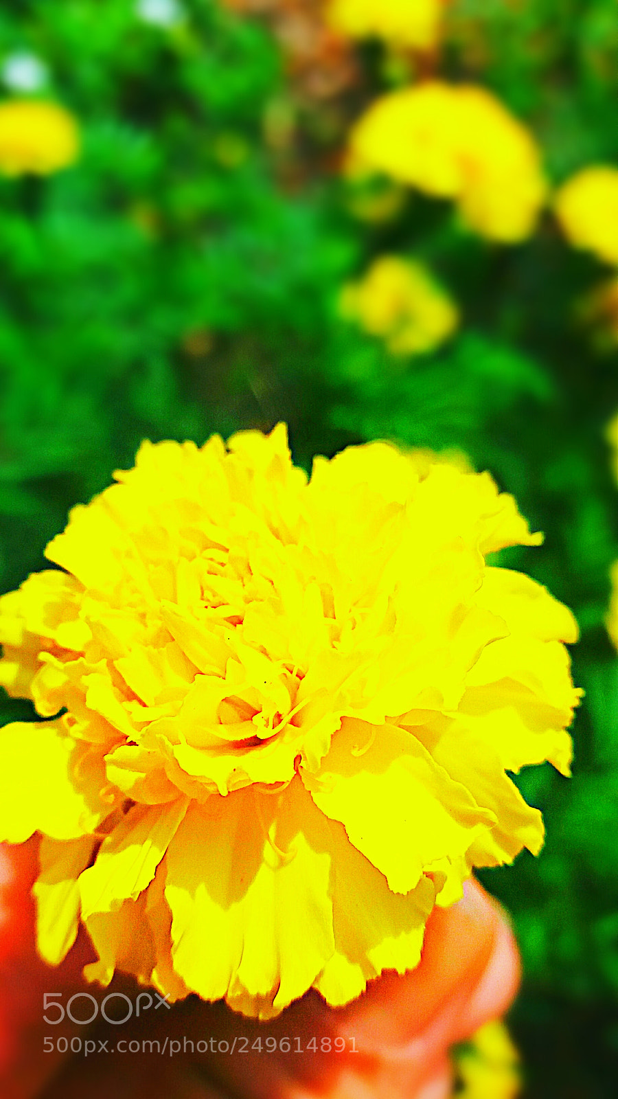 Samsung Galaxy J5 sample photo. Untitled photography