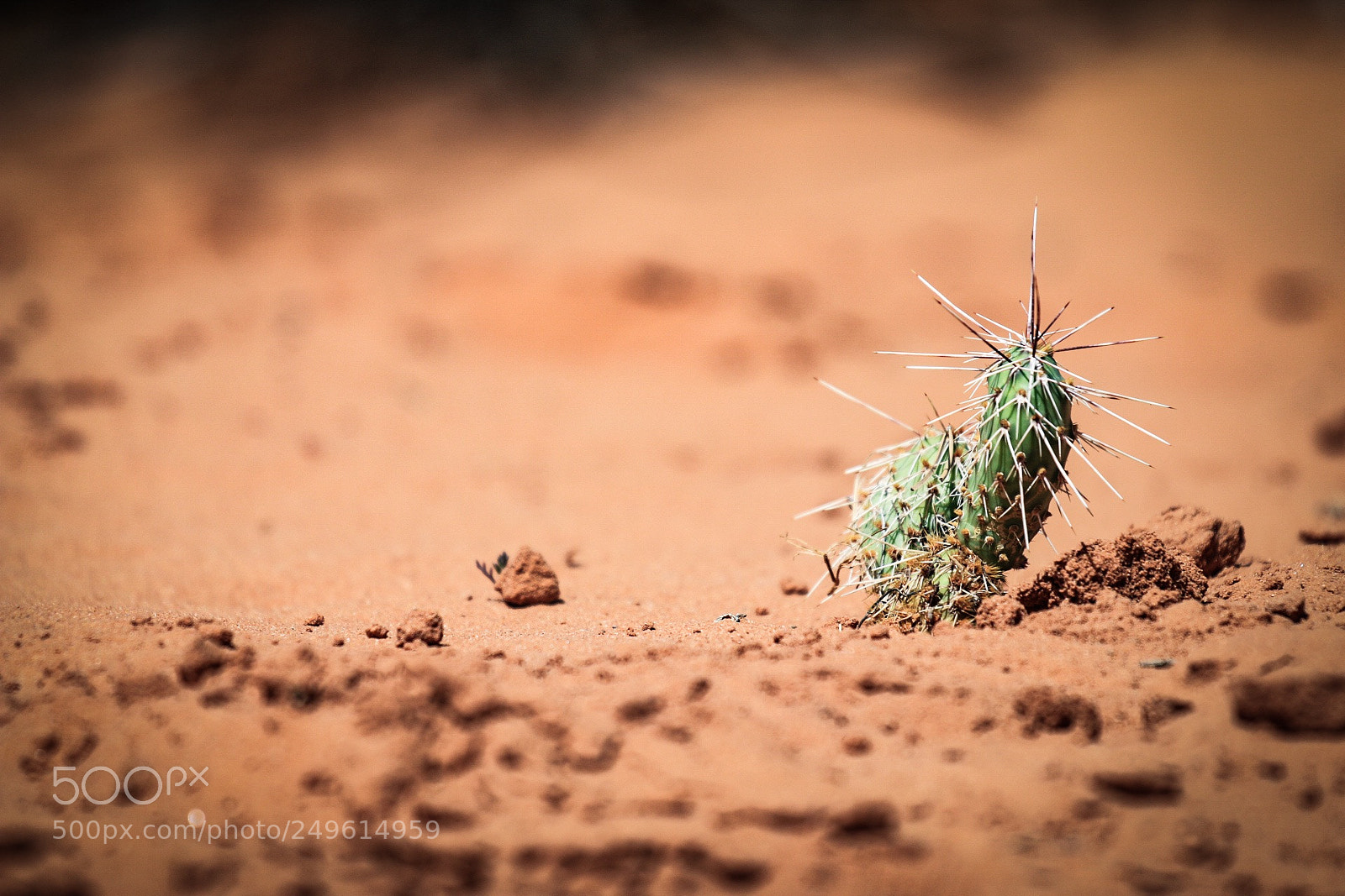 Canon EOS 70D sample photo. Untitled photography