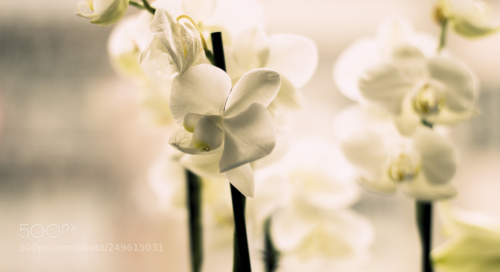 Nikon D3200 sample photo. Soft light photography