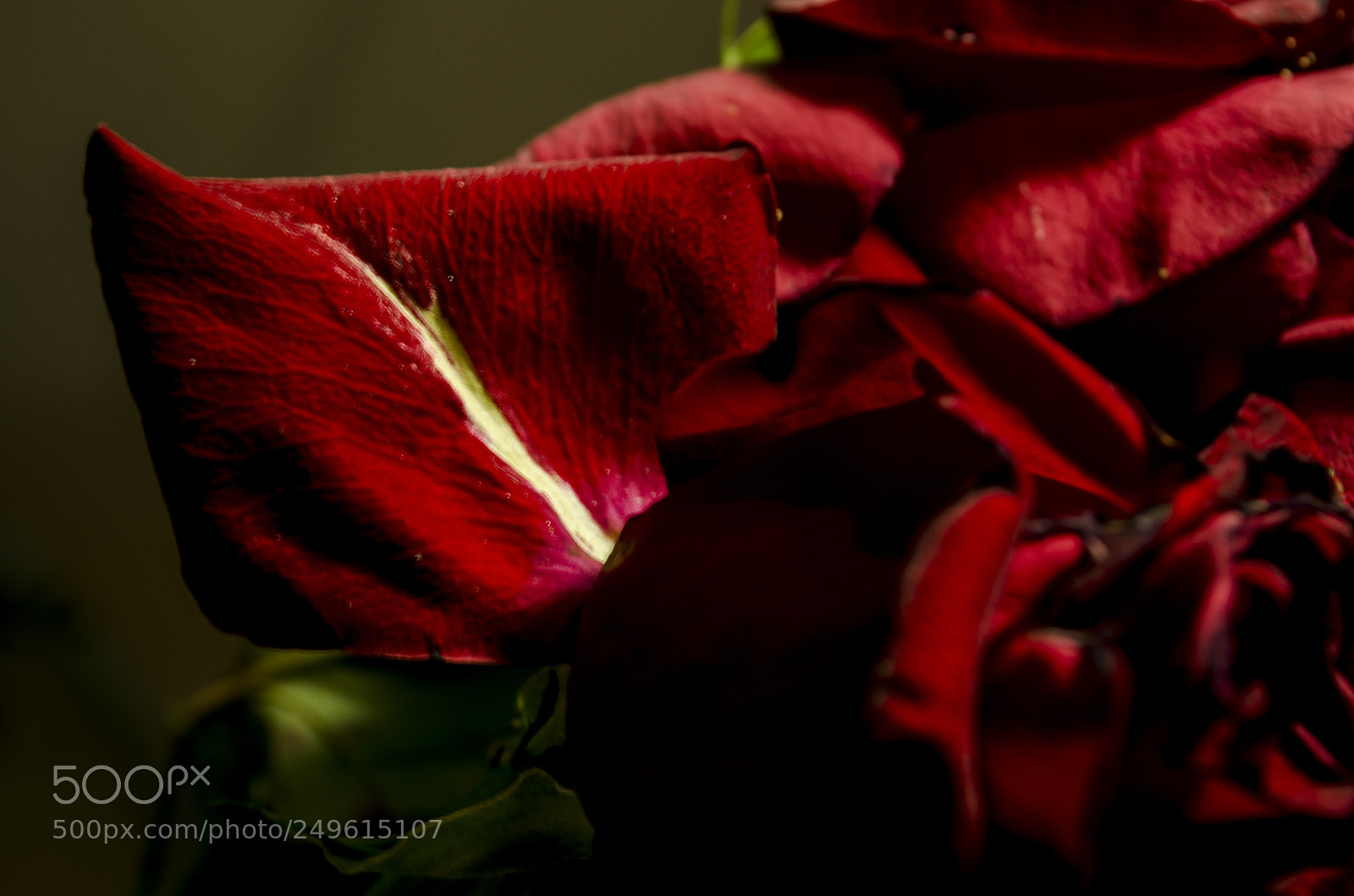 Nikon D5100 sample photo. Лепесток розы / rose petal. photography
