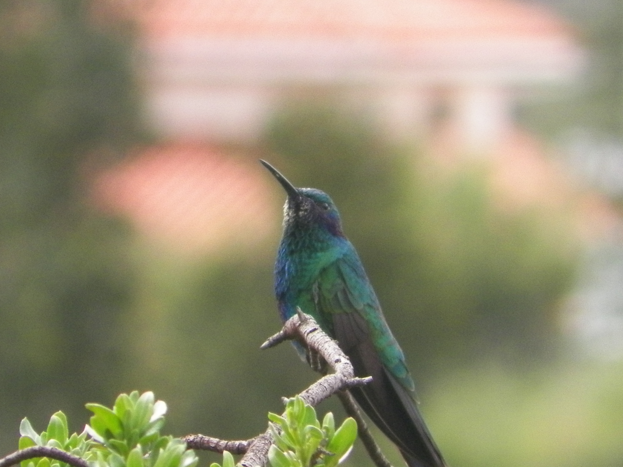 Kodak EASYSHARE Z5010 DIGITAL CAMERA sample photo. Colibri coruscans photography