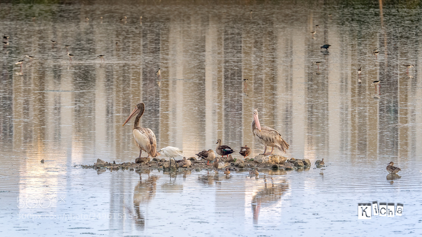 Olympus OM-D E-M5 II sample photo. Birds of sholinganallur photography