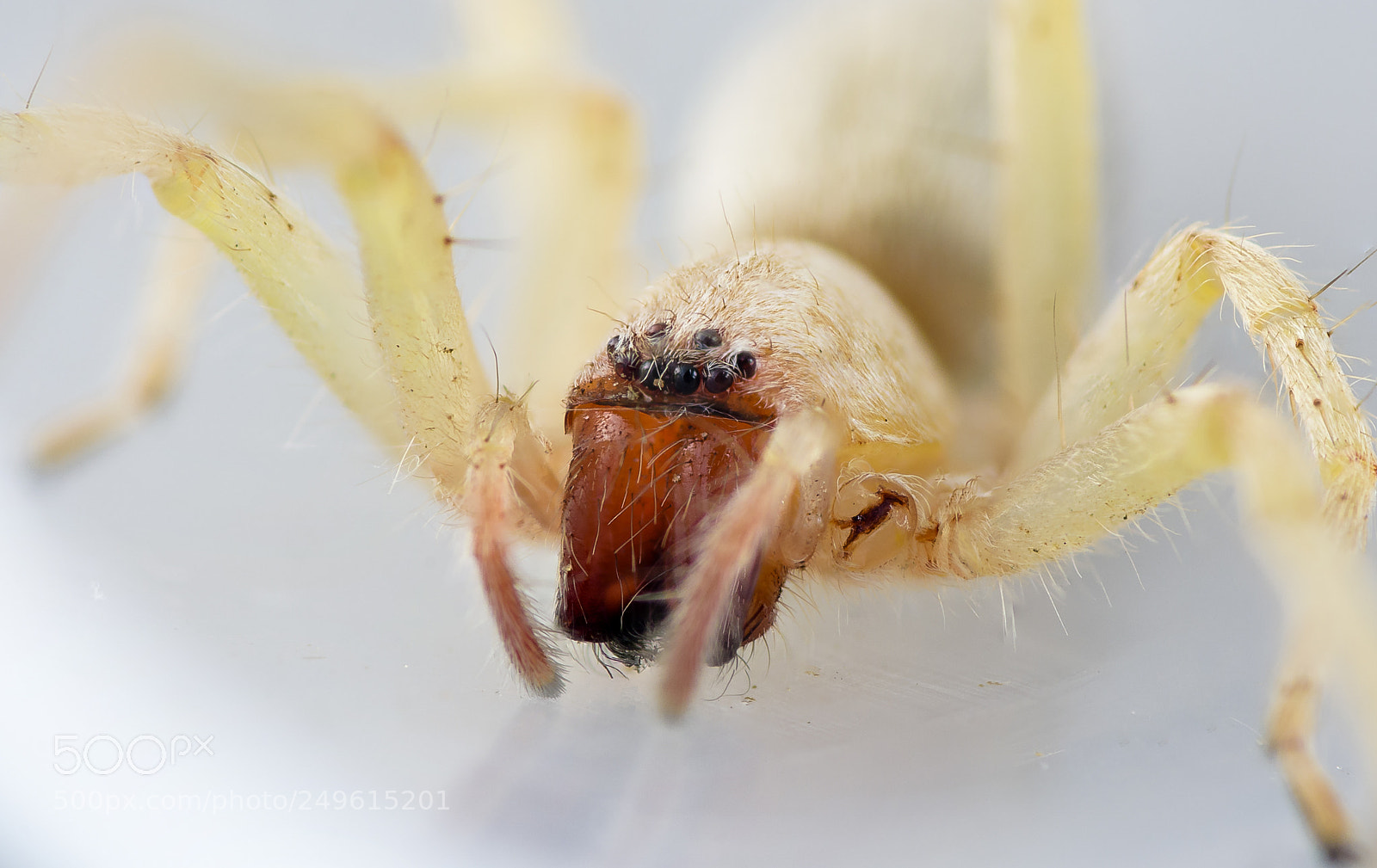 Nikon D7200 sample photo. Anyphaenidae sp. photography