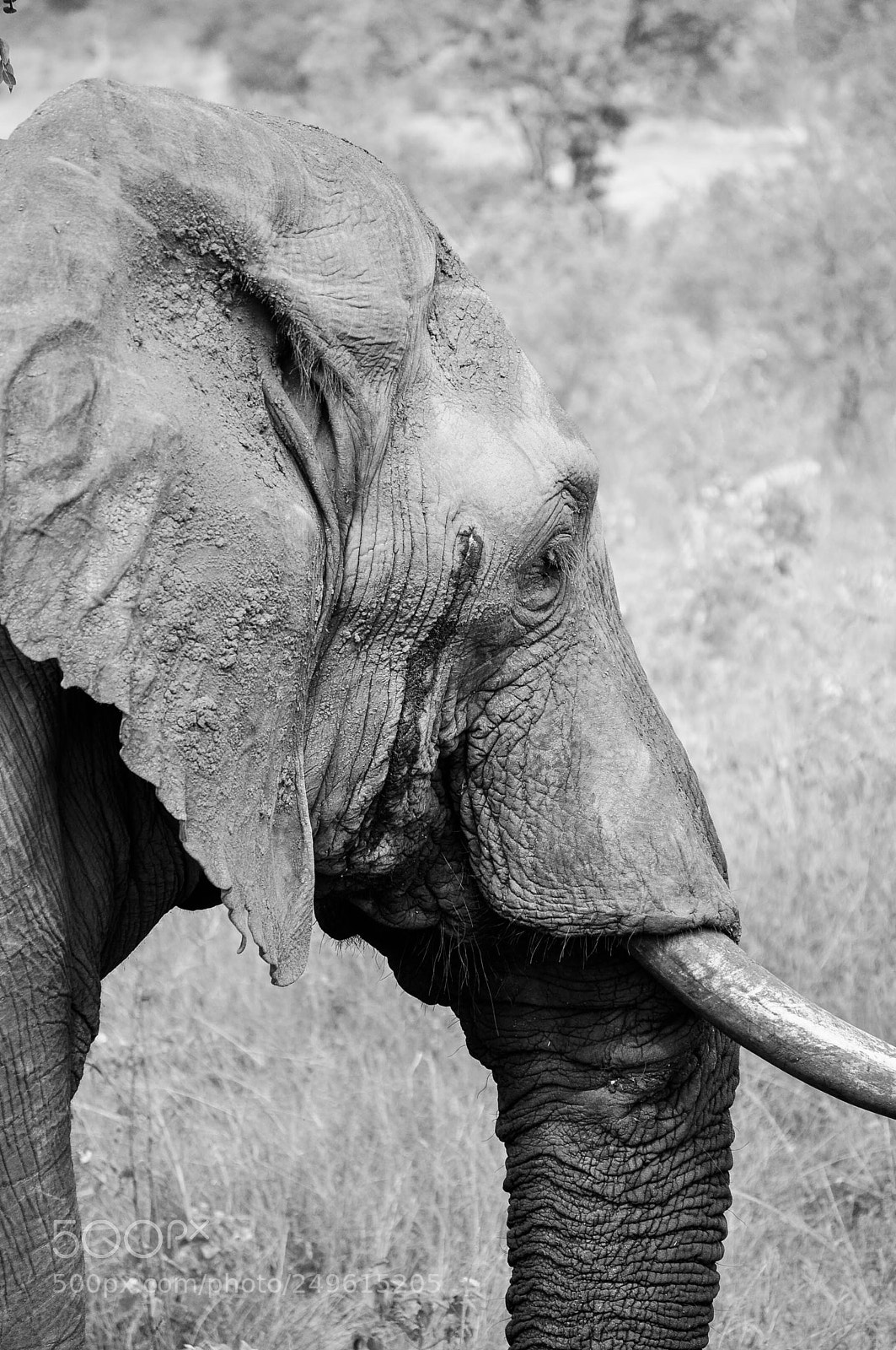 Nikon D5000 sample photo. Elephant photography