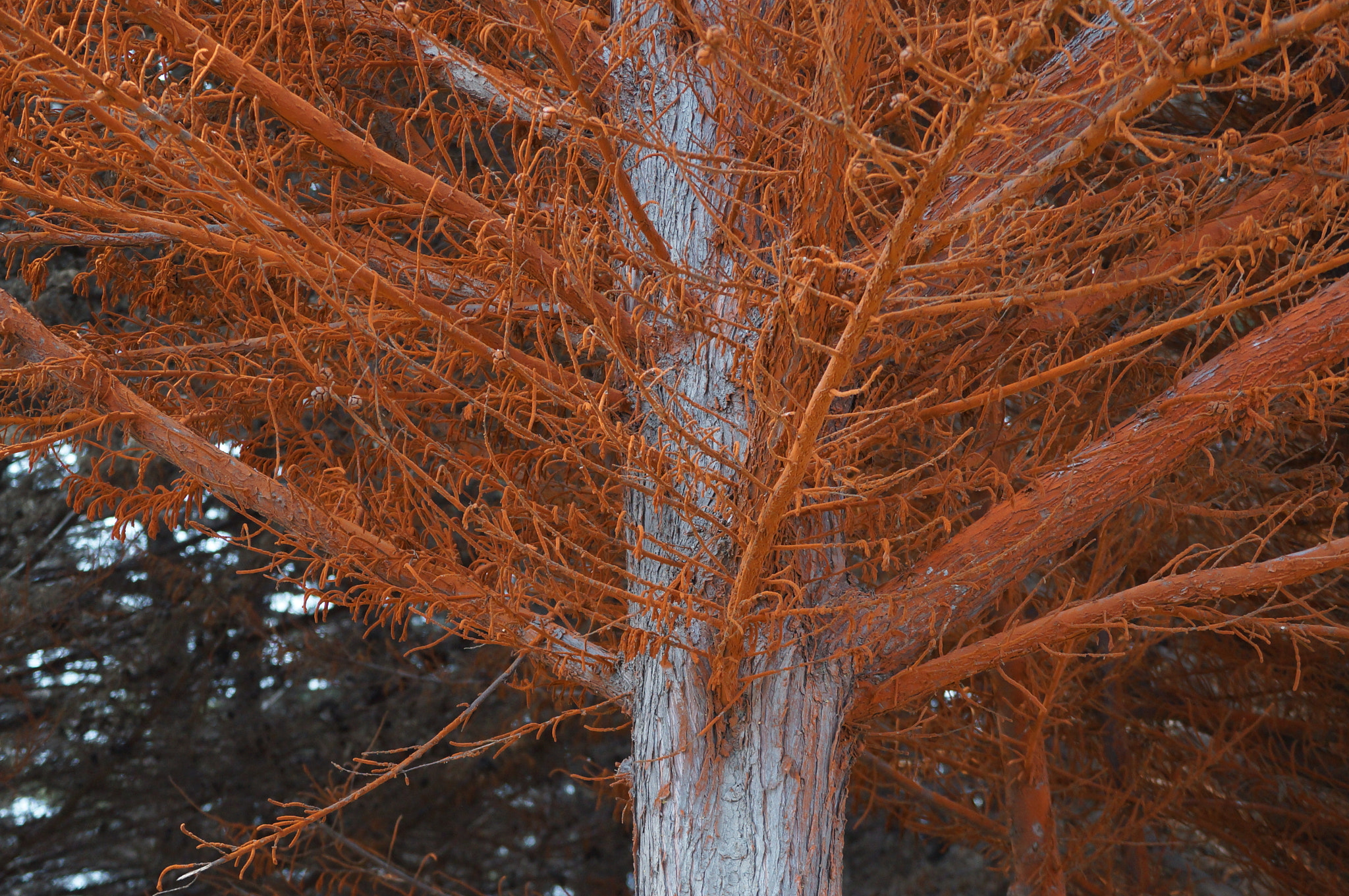 Sony DT 55-200mm F4-5.6 SAM sample photo. Dsc photography