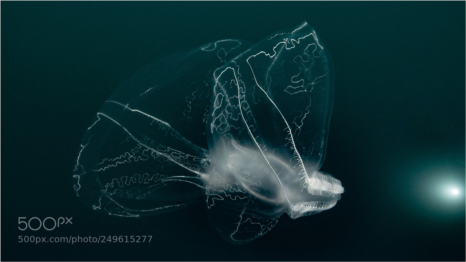 Nikon D800E sample photo. Ufo ? no, jellyfish ! photography