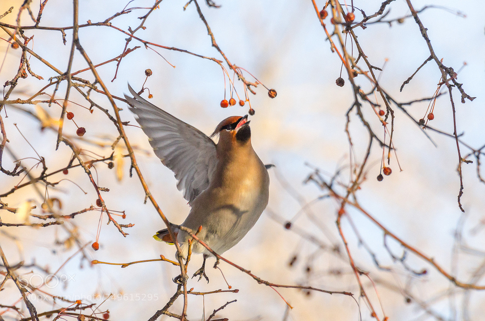 Nikon D7000 sample photo. Bohemian waxwing photography