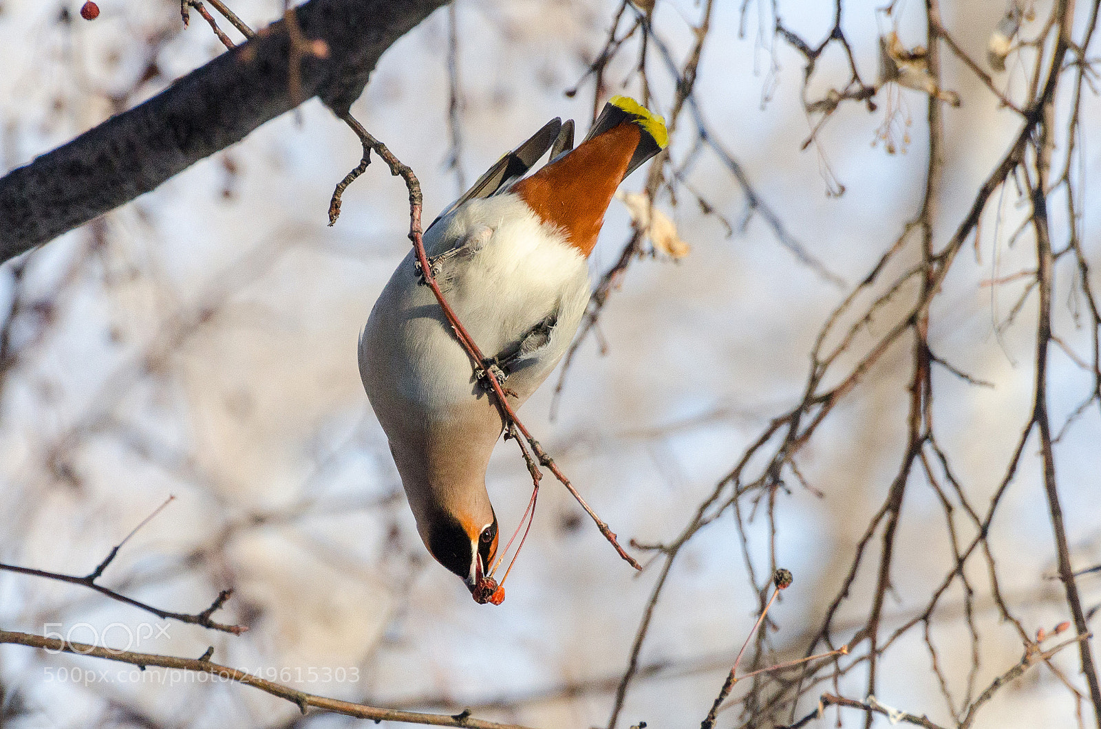 Nikon D7000 sample photo. Bohemian waxwing photography