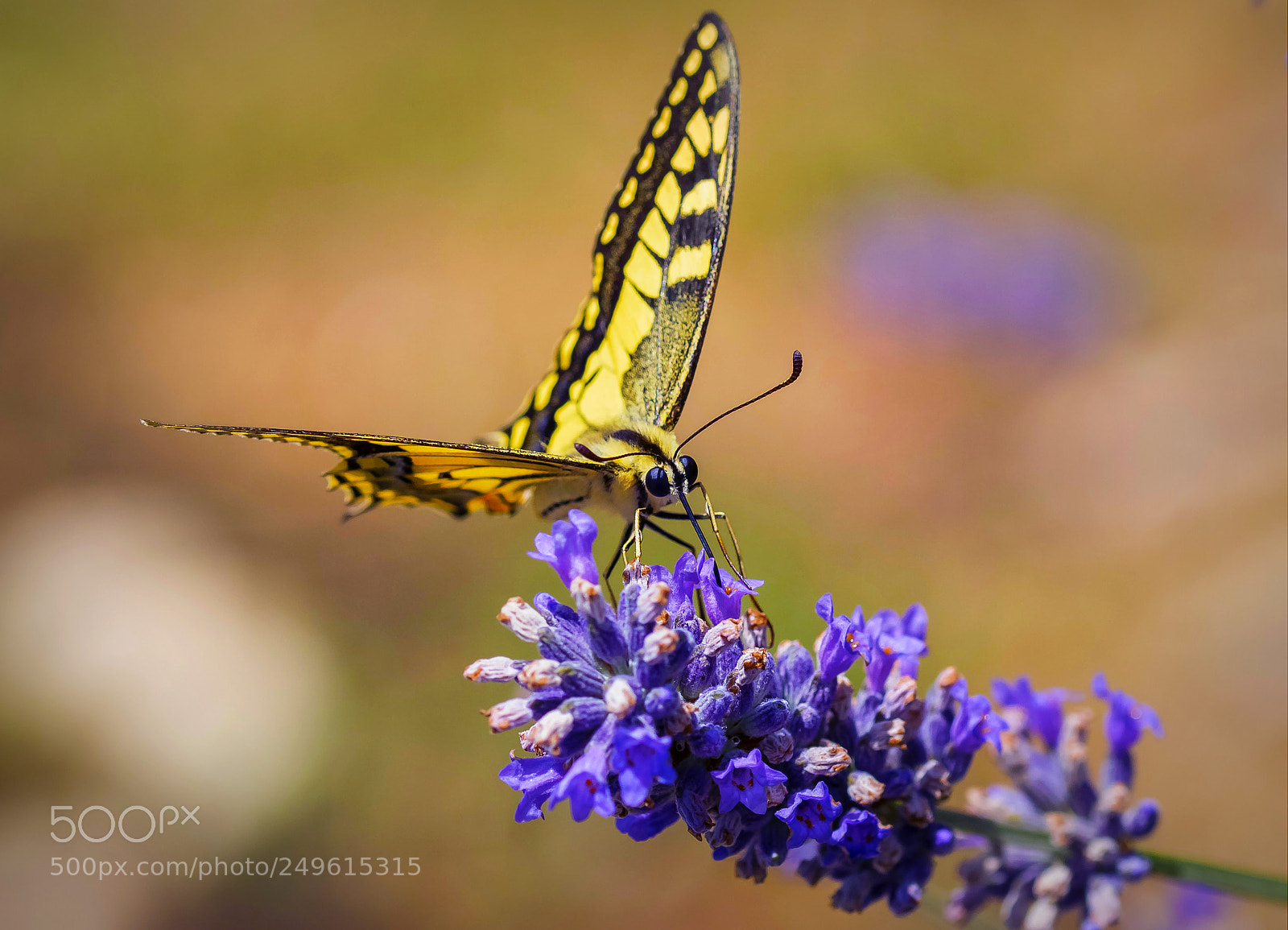 Nikon D7100 sample photo. Butterfly photography