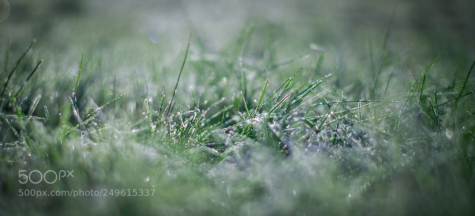 Nikon D800 sample photo. Im garten. photography