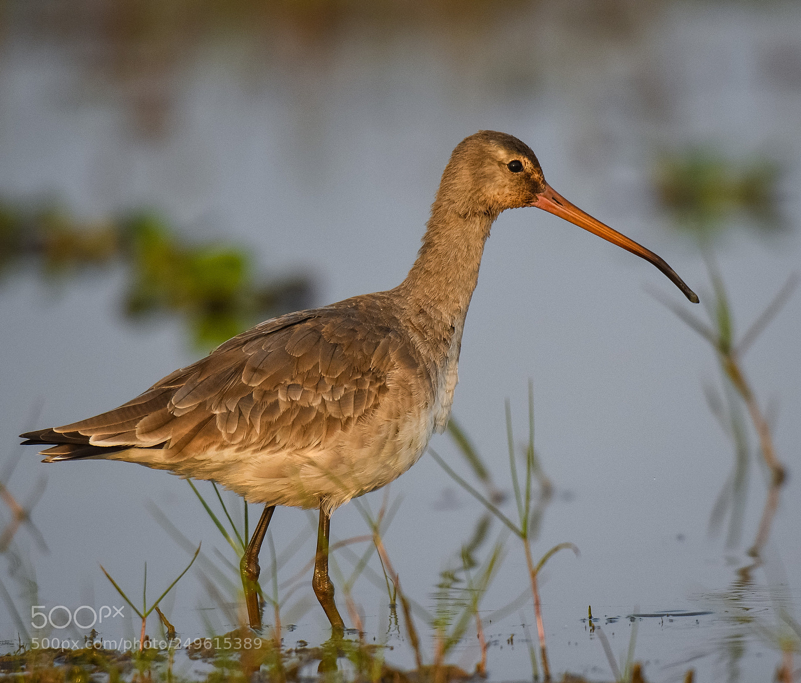 Nikon D500 sample photo. Godwit photography