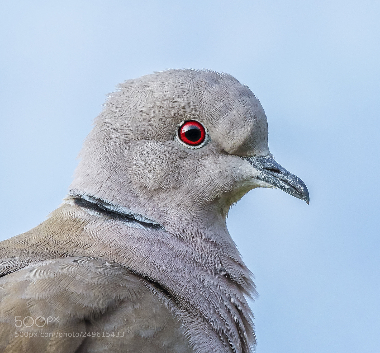 Canon EOS 7D Mark II sample photo. Collared dove photography