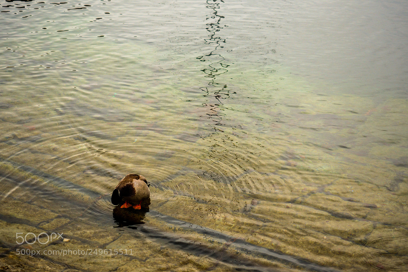 Olympus PEN-F sample photo. Water riffle photography