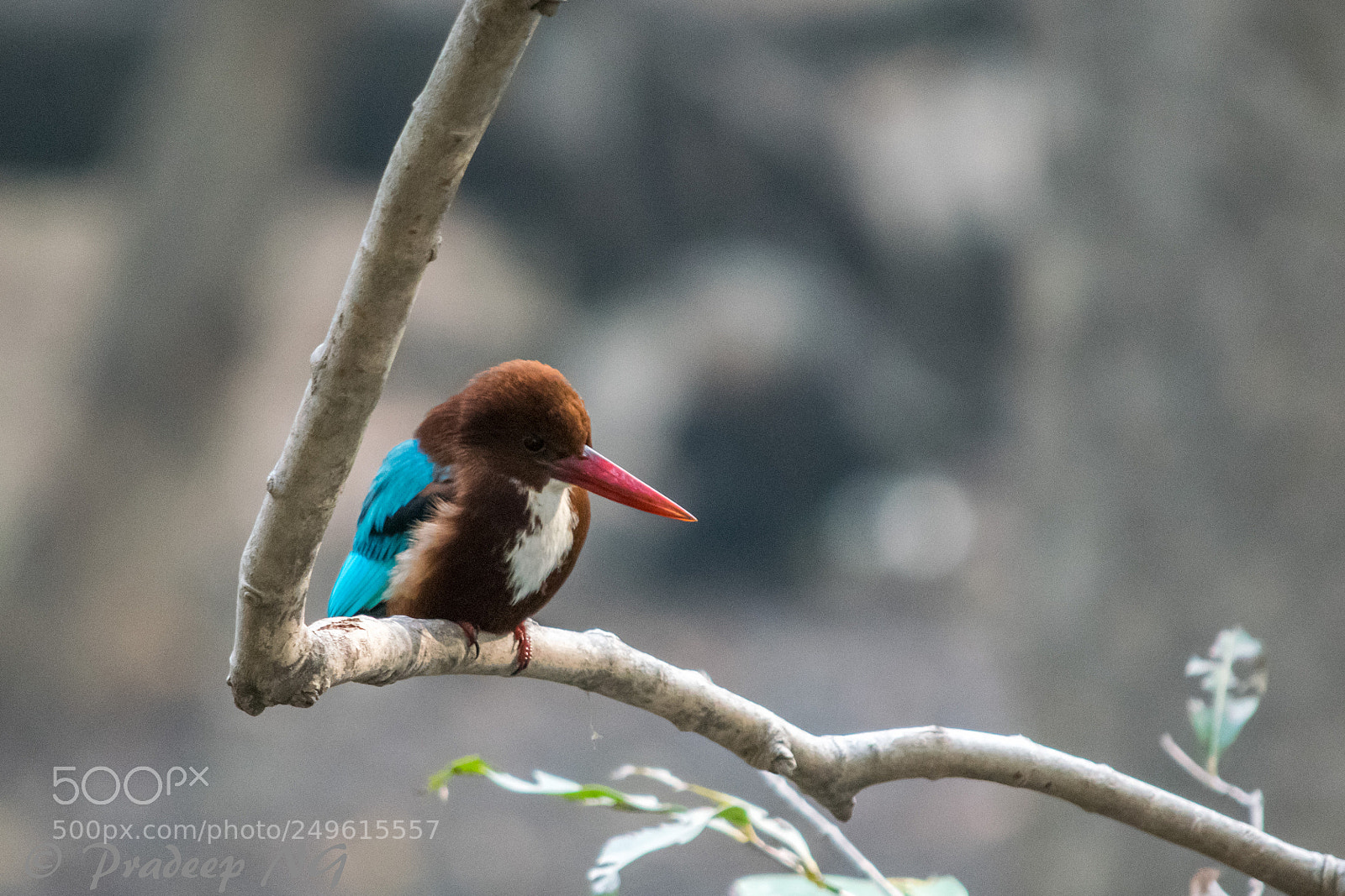 Nikon D3300 sample photo. Kingfisher photography