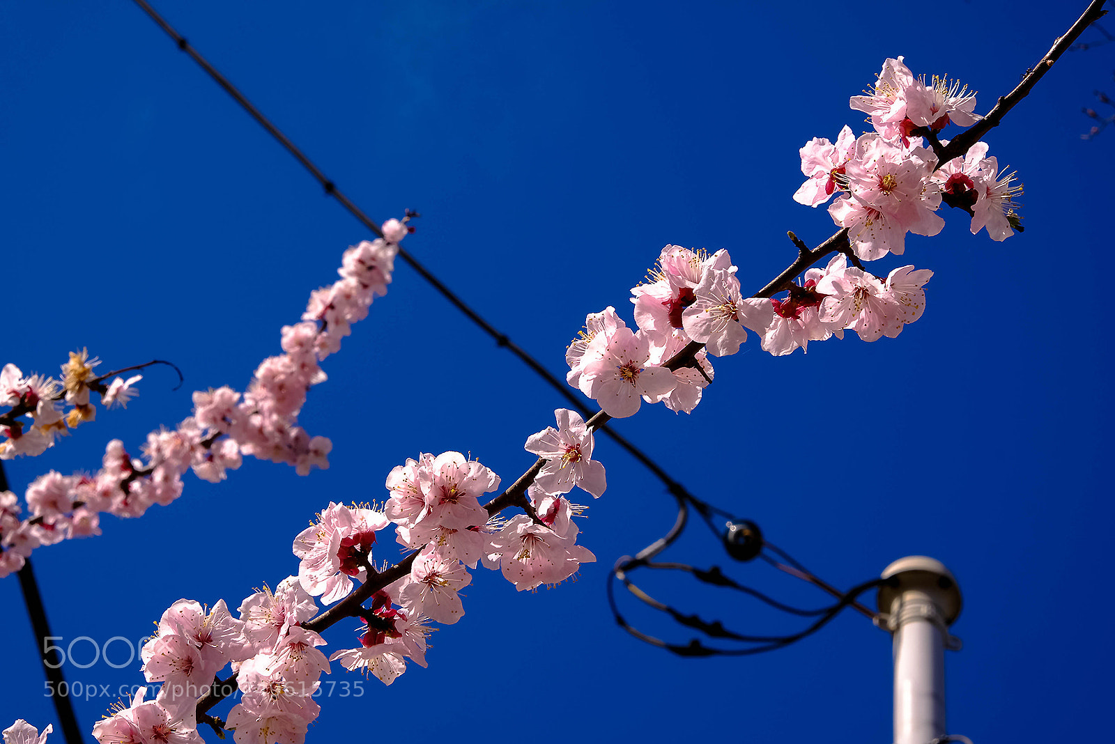 Fujifilm X-T2 sample photo. Spring today photography