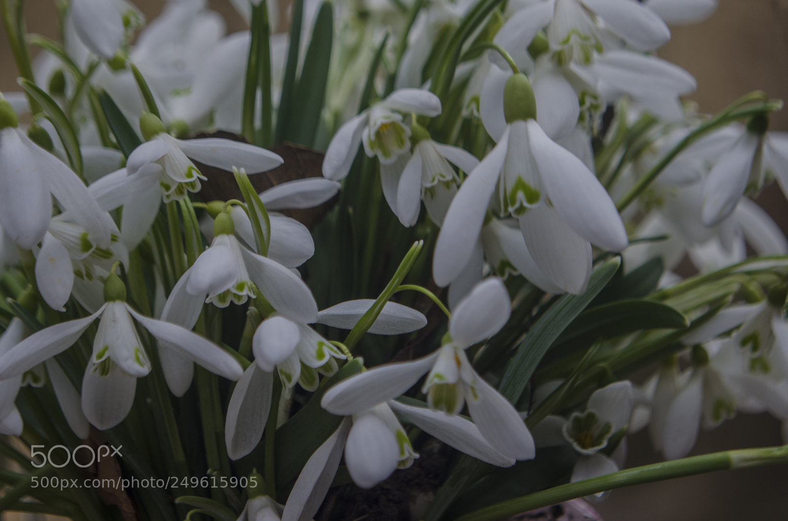 Nikon D5100 sample photo. Ghiocelu spring flowers photography